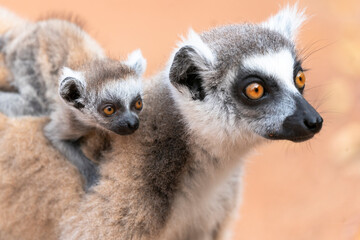 Africa, Madagascar, Anosy, Berenty Reserve. A baby ring-tailed lemur clinging to its mother's back.