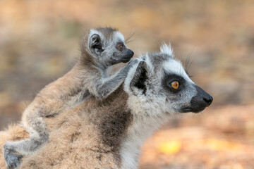 Naklejka na ściany i meble Africa, Madagascar, Anosy, Berenty Reserve. A baby ring-tailed lemur clinging to its mother's back.