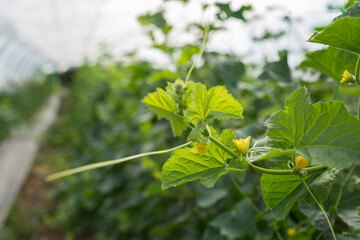 Organic melon yellow flower on its branch in a green house of organic farming.