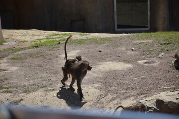 Baboons and monkeys