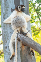 Africa, Madagascar, Anosy, Berenty Reserve. A Verreaux's sifaka hugging a tree because it is cooler than the outside temperature.