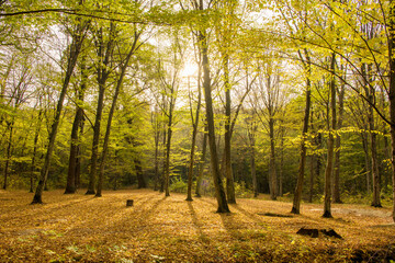 Obraz premium Autumn forest trees. Nature yellow wood sunlight backgrounds.