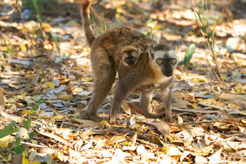 Africa, Madagascar, Anosy, Berenty Reserve. A female red-fronted brown lemur walking with its baby holding on to its side.