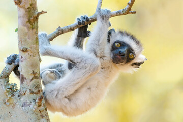 Africa, Madagascar, Anosy, Berenty Reserve. A baby Verreaux's sifaka playing in a tree right next to its mother.