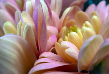 Macro close up of delicate pink and yellow flower petals