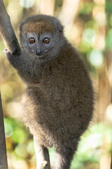 Africa, Madagascar, Andasibe, Lemur Island. A grey bamboo lemur sitting in a tree watching everything alertly.