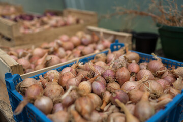Organic shallots just after harvest in a green storage house of an organic farm.