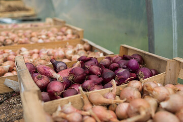 Organic shallots just after harvest in a green storage house of an organic farm.
