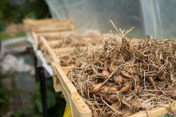 Organic shallots just after harvest in a green storage house of an organic farm.