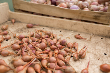 Organic shallots just after harvest in a green storage house of an organic farm.