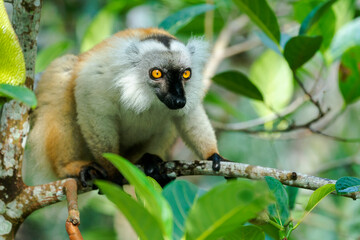 Africa, Madagascar, Lake Ampitabe, Akanin'ny nofy Reserve. Female black lemur is light brown with black marking on its face.
