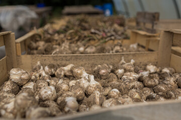 Garlic bulb just after harvest in the storage green house of an organic farm.