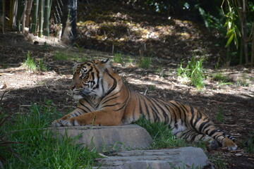 Tiger laying, relaxing at zoo