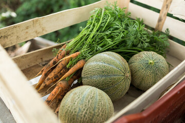 Organic melons and organic carrots, just after harvest, unwashed, in a wooden box in an organic farm.