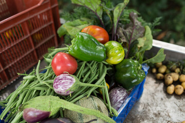 Blue plastic basket full of organic vegetables (egg plants, tomatoes. green beans, paprika, melon)
