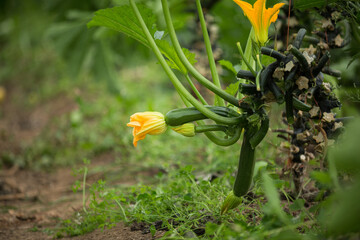 Organic zucchinis and flowers on branch. In a green house of an organic farming.