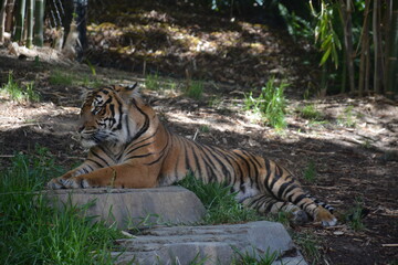 Tiger laying, relaxing at zoo