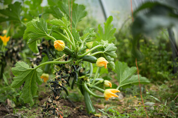 Organic zucchinis and flowers on branch. In a green house of an organic farming.