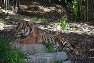 Fototapeta na wymiar Tiger laying, relaxing at zoo