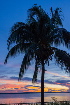 Madagascar, Antsiranana. Sunrise. Palm tree at sunrise with tropical clouds.