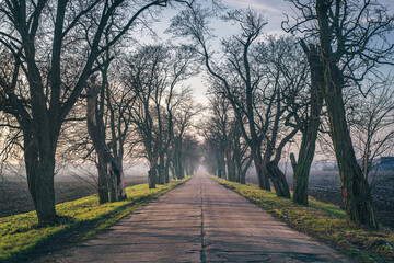 Droga pomiędzy drzewami