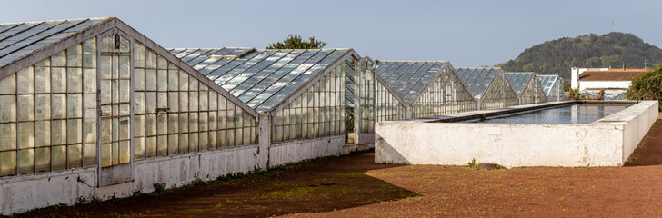 Fototapeta na wymiar Pineapple plantation, greenhouse, Sao Miguel, Azores islands, unique culture.