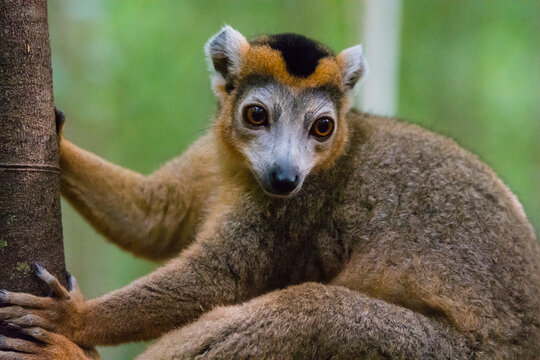Madagascar, Ankarana, Ankarana Reserve. Crowned lemur. Male crowned lemur.