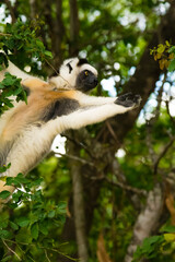 Madagascar, Berenty, Berenty Reserve. Verreaux's sifaka eating leaves in a tree.