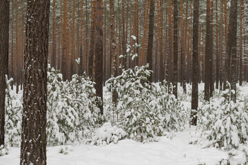 Fototapeta premium Sosnowy las w śnieżny, zimowy dzień. 