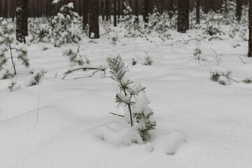 Sosnowy las w śnieżny, zimowy dzień.  © boguslavus