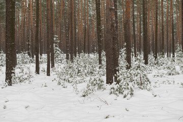 Sosnowy las w śnieżny, zimowy dzień.  © boguslavus