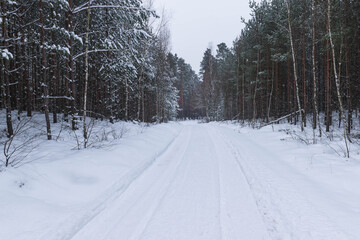 Sosnowy las w śnieżny, zimowy dzień.  © boguslavus