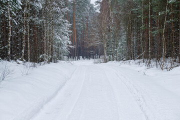 Sosnowy las w śnieżny, zimowy dzień.
