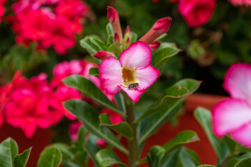 Obraz premium Desert rose (Adenium obesum) with a fly. fly on flower
