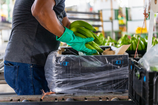 A Worker At A Banana Plantation Packs Bananas