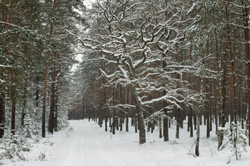 Sosnowy las w śnieżny, zimowy dzień.
