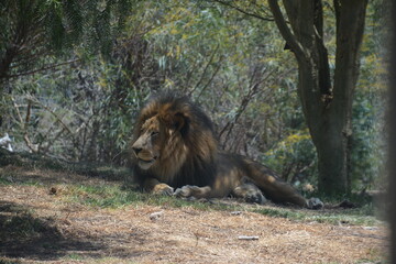 lion in the zoo