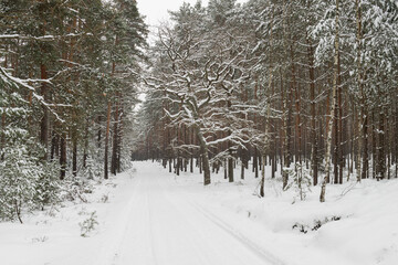 Sosnowy las w śnieżny, zimowy dzień.  © boguslavus
