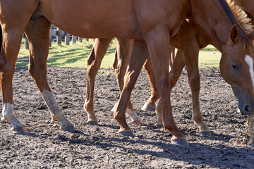 Fototapeta premium Horse Walking Around Ranch