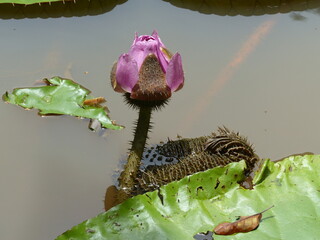 
Victoria amazonica, (Nymphaeaceae family)  white blossom on the first night. On the second night...