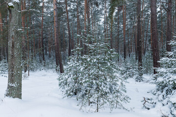 Sosnowy las w śnieżny, zimowy dzień.
