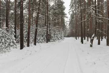 Sosnowy las w śnieżny, zimowy dzień.
