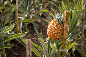 Pineapple plantation, greenhouse, Sao Miguel, Azores islands, unique culture.
