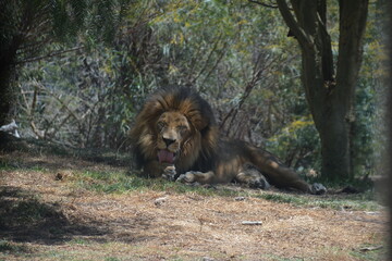 Lion laying down, male