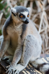 Obraz premium Madagascar, Berenty, Berenty Reserve. Ring-tailed lemur.