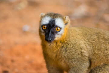Madagascar, Berenty, Berenty Reserve. Common brown Lemur.