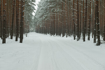 Sosnowy las w śnieżny, zimowy dzień.
