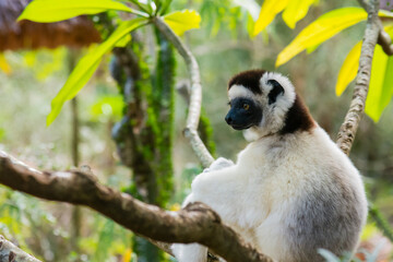 Madagascar, Berenty, Berenty Reserve. Verreaux's sifaka resting in a tree.