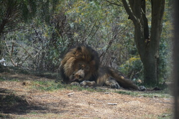 Lion laying down, male