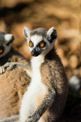 Naklejka na ściany i meble Madagascar, Berenty, Berenty Reserve. Ring-tailed lemur.